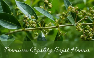 Why the Sojat Henna is so Famous all over The World